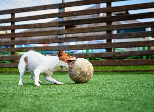Grama sintética para cachorro compensa no dia a dia? Veja os benefícios